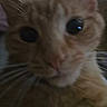 Peaches joined the competition — help win amazing prizes! animal, cat, close, close_up, curious, cute, eyes, face, feline, fur, indoor, looking, mammal, nose, orange_tabby, pet, portrait, soft, whiskers