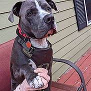 Trouble joined the competition — help win amazing prizes! dog, grey_dog, harness, pet, animal, handshake, chair, outdoor, porch, wooden_wall, window, human_hand, pink_watch, friendly, sitting, paw, pet_accessory, canine, domestic_animal, companion