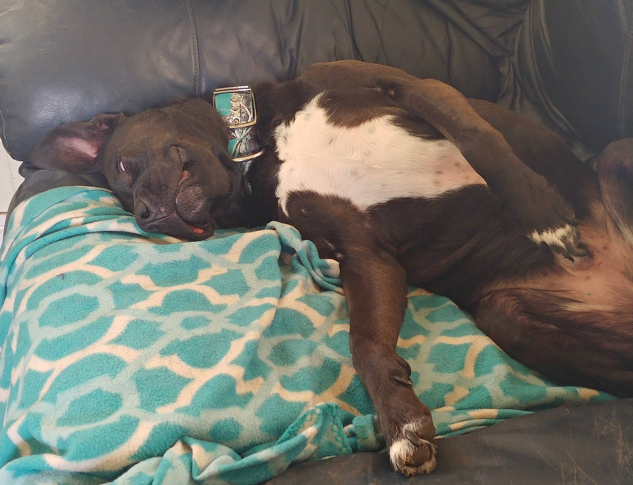 Jimmy is registered to the contest to win money with this photo: bedding, brown, canidae, carnivore, comfort, companion_dog, dog, dog_breed, dog_supply, fawn, guard_dog, hound, linens, liver, nap, sleep, snout, sporting_group, terrestrial_animal, working_animal