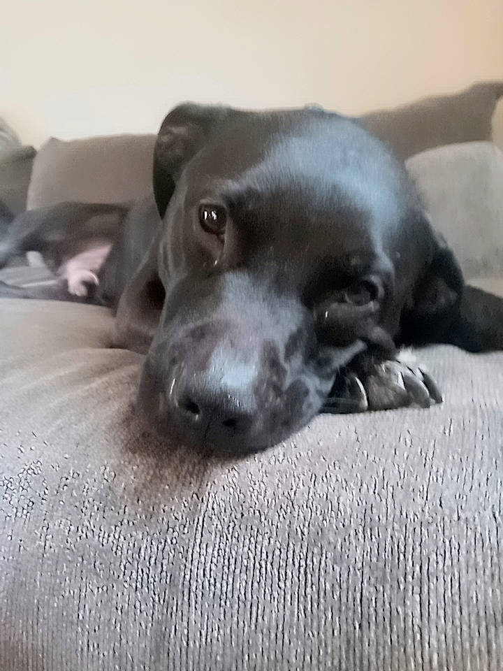 Jimmy joined the competition — help win amazing prizes! borador, canidae, carnivore, comfort, companion_dog, dog, dog_breed, flooring, grey, liver, non_sporting_group, snout, sporting_group, terrestrial_animal, whiskers, working_animal