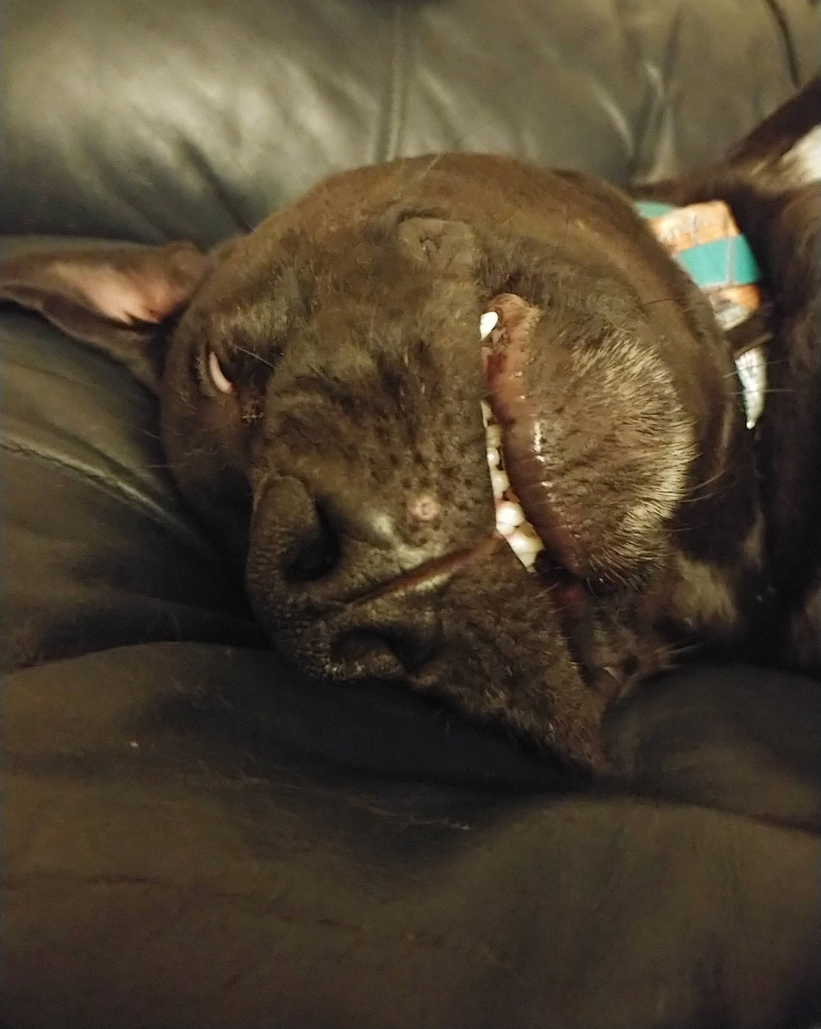 Jimmy joined the competition — help win amazing prizes! canidae, carnivore, comfort, companion_dog, dog, dog_breed, ear, fawn, felidae, fur, liver, nap, sleep, small_to_medium_sized_cats, snout, sporting_group, terrestrial_animal, whiskers, working_animal, wrinkle