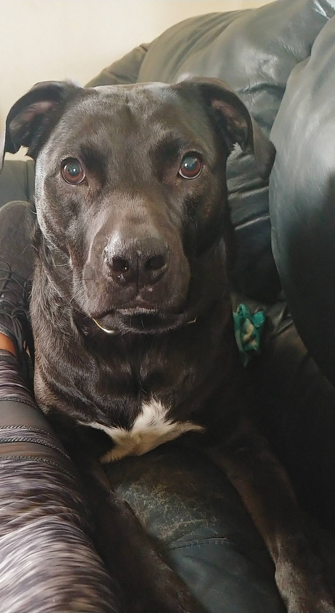 Jimmy joined the competition — help win amazing prizes! borador, carnivore, collar, companion_dog, dog, dog_breed, dog_collar, fawn, fur, guard_dog, gun_dog, hunting_dog, liver, non_sporting_group, pet_supply, sporting_group, whiskers, working_animal