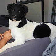 Kira participe au concours pour gagner de l'argent avec cette photo : animal, black_and_white, canine, comfort, companion, couch, dog, domestic_animal, friendly, fur, fur_pattern, hand, home, indoor, laying, living_room, looking, pet, relaxing, resting