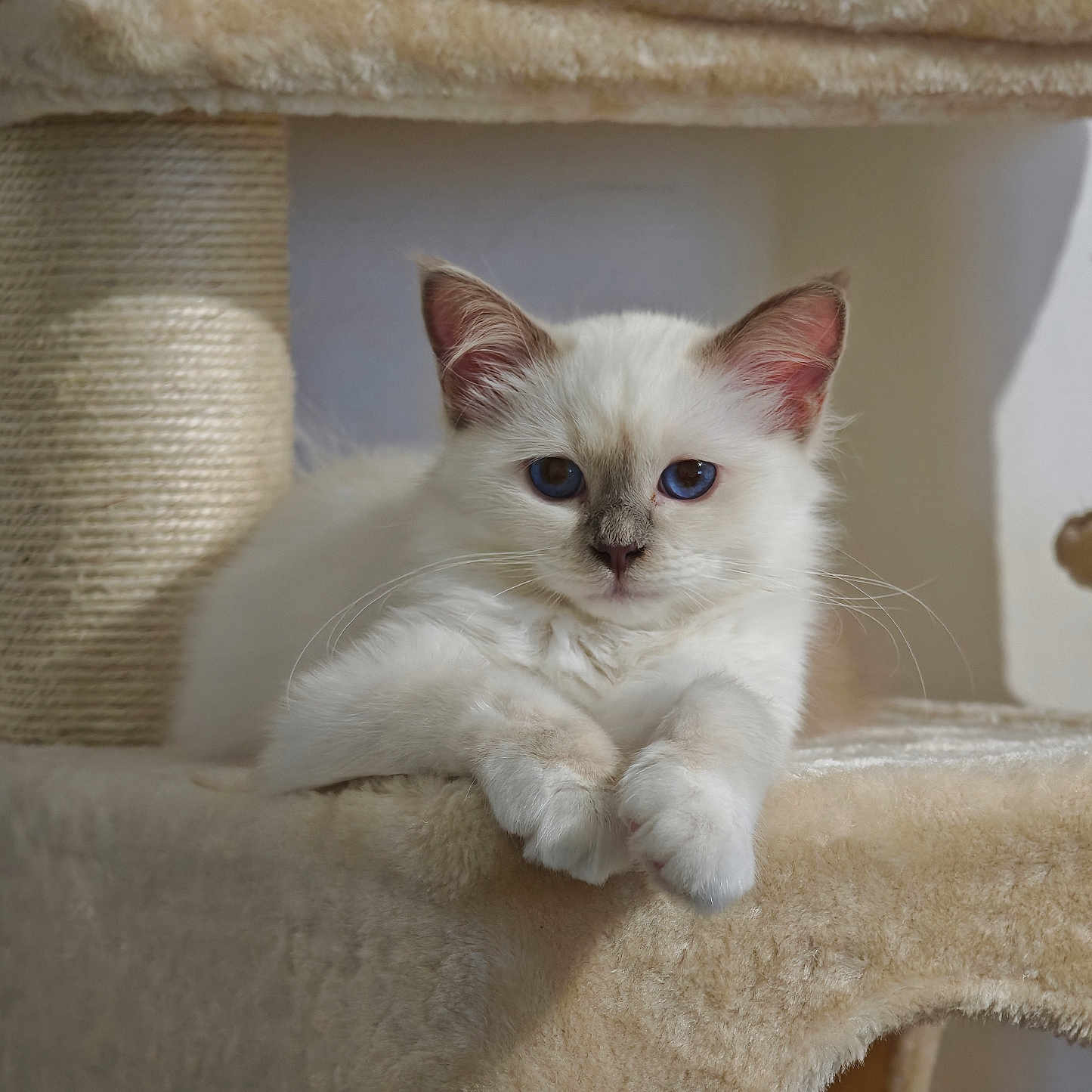 Mafate a rejoint le concours — aidez-le/la à gagner de superbes lots ! cat, kitten, white_fur, blue_eyes, fluffy, pet, animal, portrait, close_up, sitting, lounging, cat_tree, scratching_post, indoors, cozy, soft_texture, beige, whiskers, ears, cute