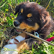 River a rejoint le concours — aidez-le/la à gagner de superbes lots ! puppy, dog, grass, stick, outdoor, sunlight, leash, animal, pet, nature, cute, fur, playful, canine, young, closeup, greenery, relaxing, tongue, chewing