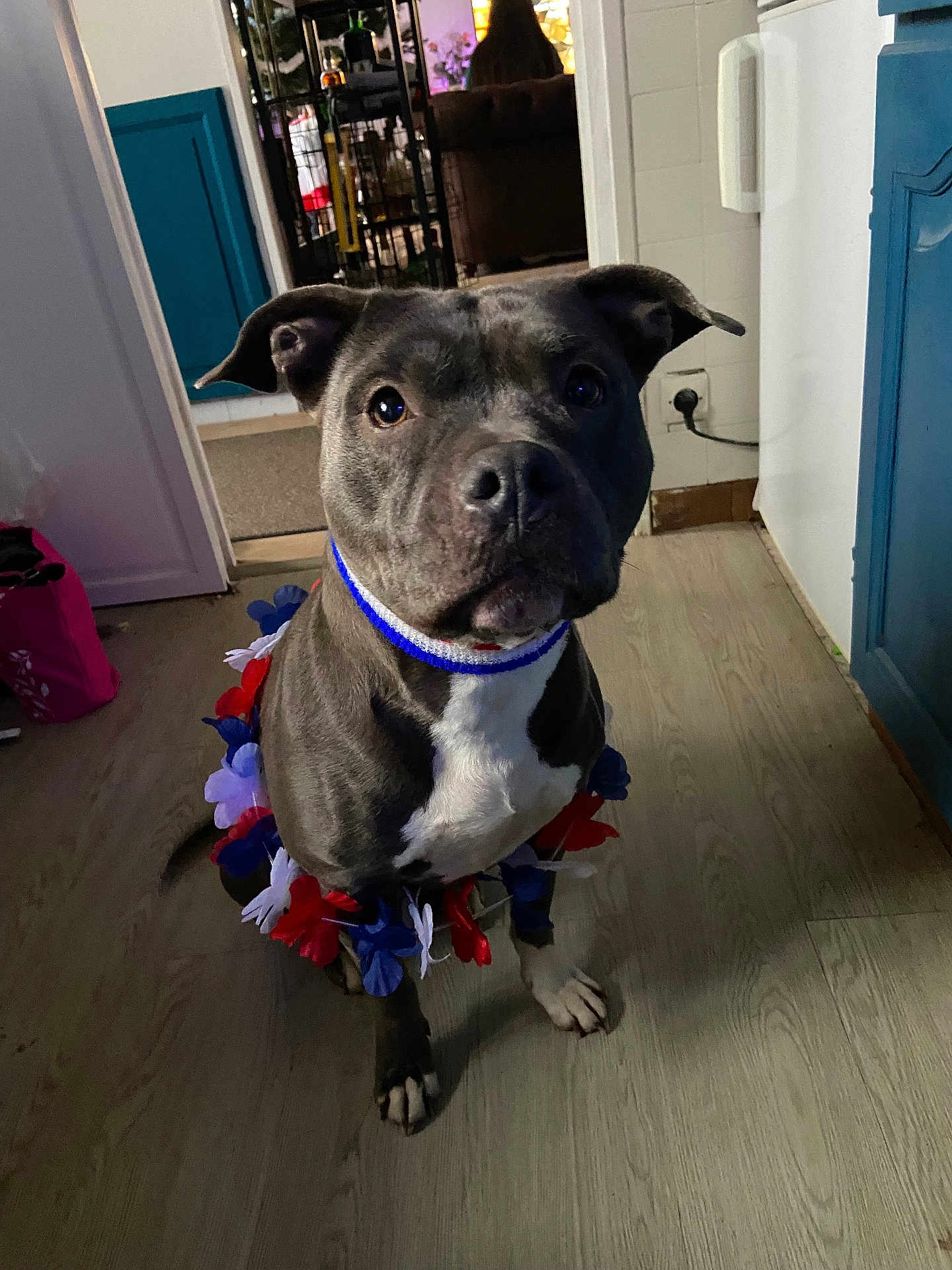 Mila a rejoint le concours — aidez-le/la à gagner de superbes lots ! animal, attentive, blue_cabinet, brown_floor, canine, collar, decor, dog, domestic, ears, flooring, flower_garland, four_legs, home, household, indoor, looking_up, pet, room, white_markings