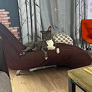 Mila participe au concours pour gagner de l'argent avec cette photo : blanket, canine, comfort, curtains, decor, dog, domestic_animal, floor, furniture, home, indoor, living_room, lounge, modern, orange_chair, pet, relaxing, resting, table, wood_floor