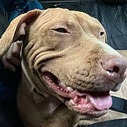 Miko participe au concours pour gagner de l'argent avec cette photo : animal, brown_dog, canine, close_up, companion, dog, domestic_animal, ears, face, friendship, fur, happy, human_hand, indoor, mouth, nose, pet, relaxed, smiling, tongue_out