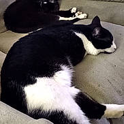 Hudson And Crystal is registered to the contest to win money with this photo: cat, cats, tuxedo_cat, black_and_white_cat, sofa, couch, living_room, pet, sleeping, lounging, fur, whiskers, paw, relaxed, domestic_animal, upholstery, two_cats, close_up, indoor, nap