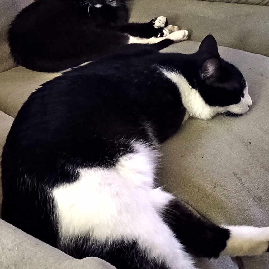 Hudson And Crystal is registered to the contest to win money with this photo: black_and_white_cat, cat, cats, close_up, couch, domestic_animal, fur, indoor, living_room, lounging, nap, paw, pet, relaxed, sleeping, sofa, tuxedo_cat, two_cats, upholstery, whiskers
