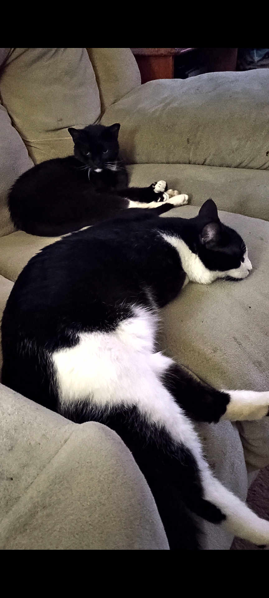 Hudson And Crystal is registered to the contest to win money with this photo: cat, cats, tuxedo_cat, black_and_white_cat, sofa, couch, living_room, pet, sleeping, lounging, fur, whiskers, paw, relaxed, domestic_animal, upholstery, two_cats, close_up, indoor, nap