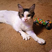 Miko is registered to the contest to win money with this photo: cat, pet, indoor, carpet, toy, colorful, white_fur, tabby, green_eyes, relaxed, stretching, whiskers, playful, feline, animal, closeup, paw, floor, domestic, cute