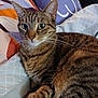 Bella a rejoint le concours — aidez-le/la à gagner de superbes lots ! cat, tabby, pet, animal, fur, whiskers, bed, blanket, comfort, indoor, relaxed, striped, cute, mammal, closeup, portrait, resting, domestic, feline, cozy