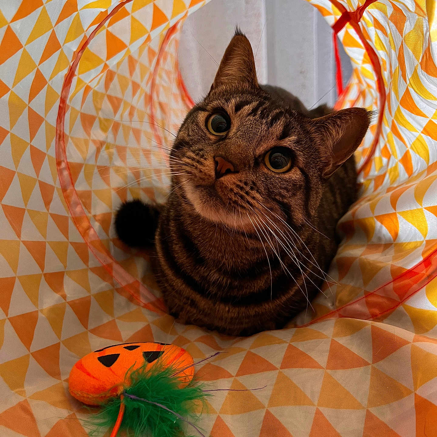 Cooper is registered to the contest to win money with this photo: animal, cat, closeup, cozy, curious, fabric, feathers, feline, indoor, orange, pattern, pet, playful, pumpkin_toy, tabby_cat, toy, tunnel, whiskers, wide_eyes, yellow