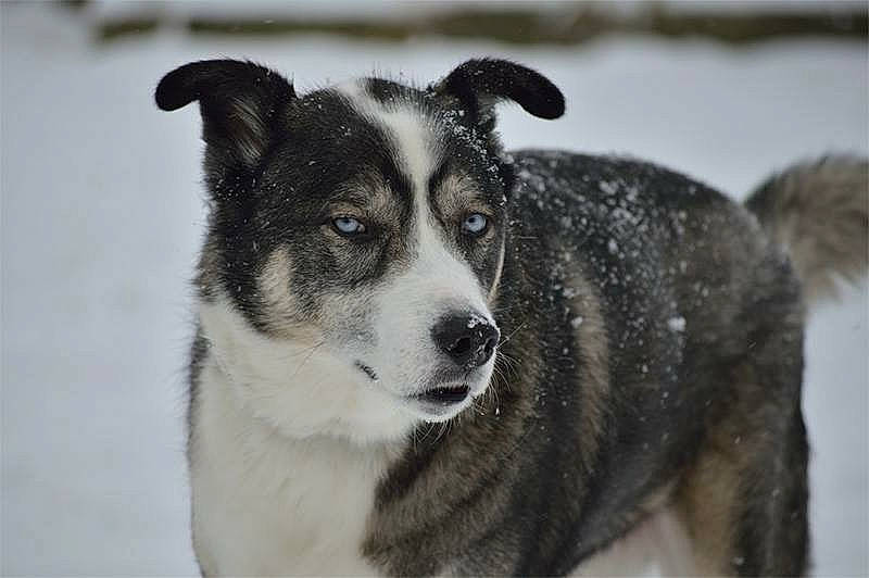 Joey is registered to the contest to win money with this photo: ancient_dog_breeds, carnivore, collar, companion_dog, dog, dog_breed, freezing, fur, herding_dog, plant, siberian_husky, sled_dog, snout, snow, sporting_group, terrestrial_animal, whiskers, winter, working_animal, working_dog