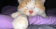 Poe joined the competition — help win amazing prizes! cat, sleeping, orange_and_white, paw, close_up, blanket, purple, cozy, pet, fur, whiskers, indoor, resting, cute, animal, nap, soft, relaxed, domestic_cat, comfort