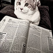 Poe is registered to the contest to win money with this photo: cat, animal, pet, book, reading, indoor, furniture, cozy, curious, whiskers, closeup, eyes, fur, relaxing, table, text, page, soft_light, focus, domestic