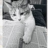 cat, animal, pet, feline, book, reading, paw, close_up, black_and_white, curious, indoors, couch, text, pages, focus, furniture, relaxation, cozy, portrait, whiskers
