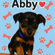 Abby participe au concours pour gagner de l'argent avec cette photo : adorable, animal, black_and_tan, blue_background, close_up, collar, cute, dog, front_paw, indoor, looking_at_camera, name_text, pet, playful, portrait, puppy, red_bones, red_paw_prints, small_dog, young_dog