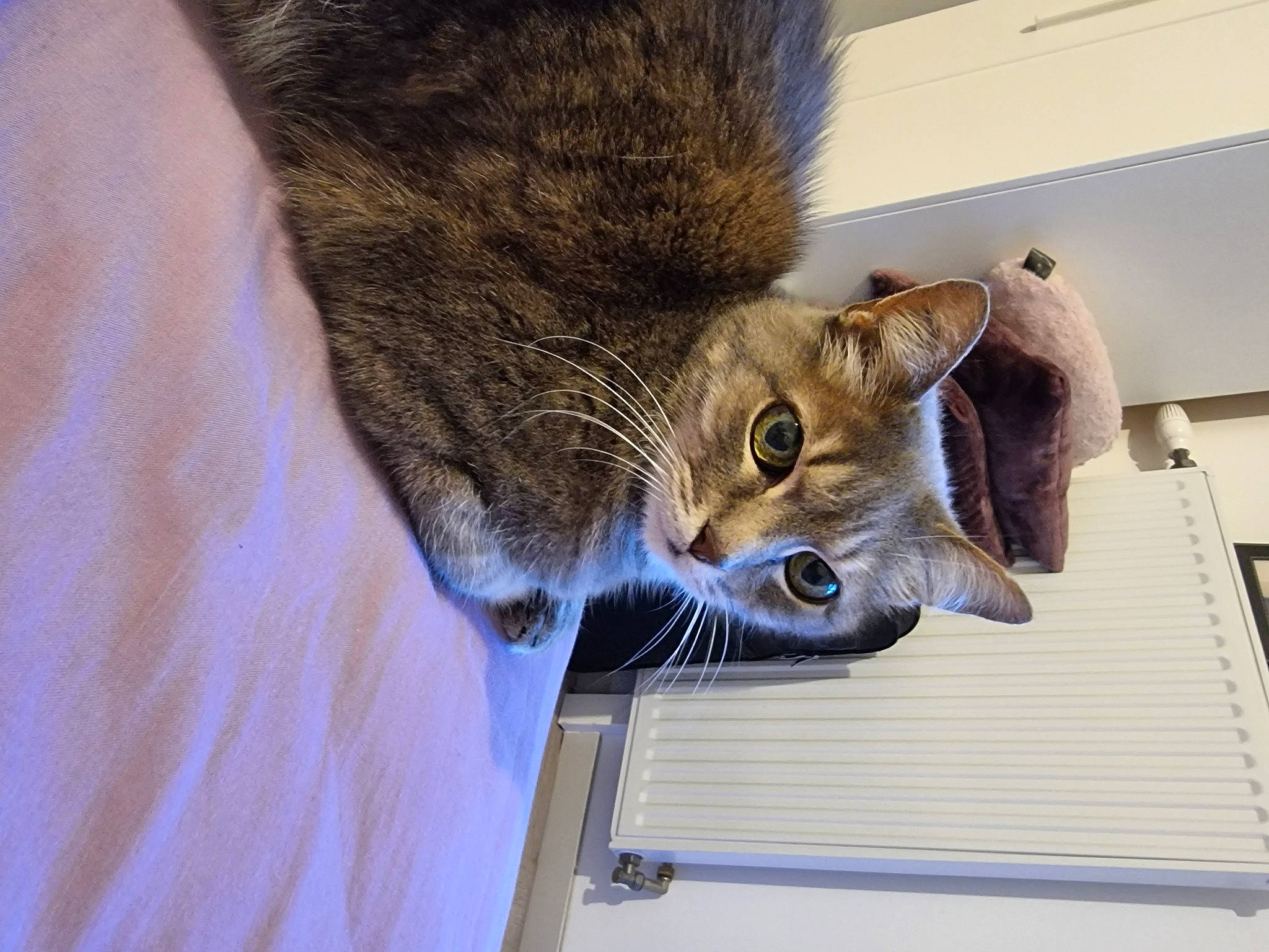 Grisouille a rejoint le concours — aidez-le/la à gagner de superbes lots ! carnivore, cat, cat_supply, domestic_short_haired_cat, felidae, fur, small_to_medium_sized_cats, snout, tail, terrestrial_animal, whiskers, wood