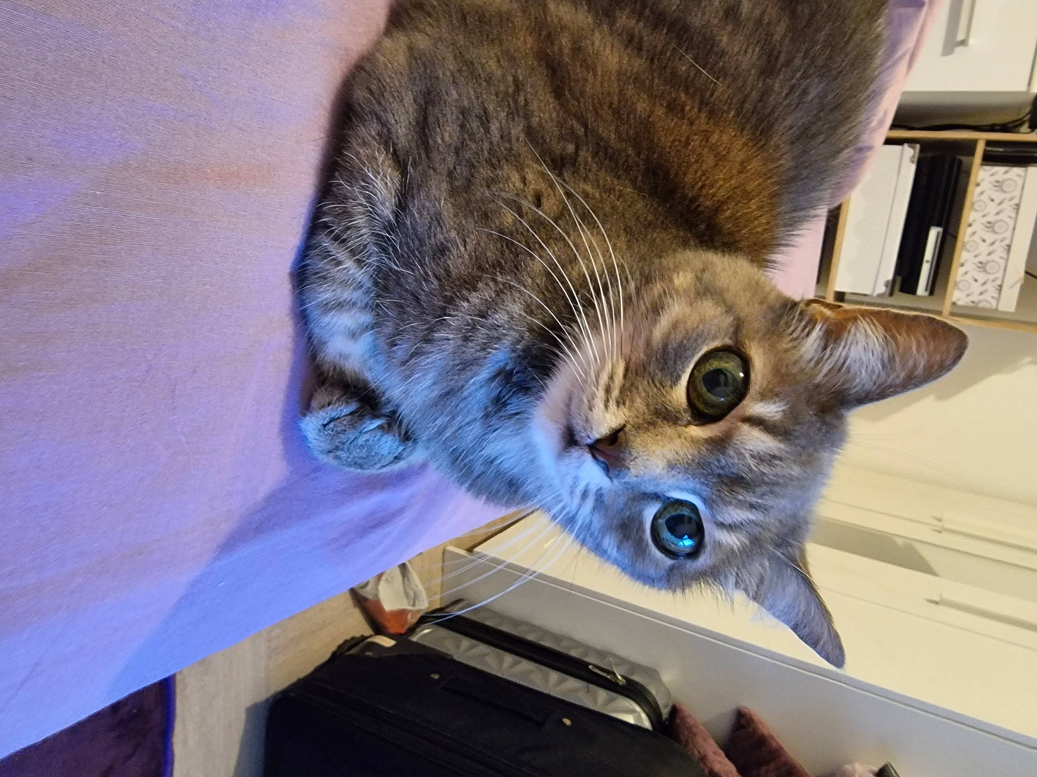 Grisouille a rejoint le concours — aidez-le/la à gagner de superbes lots ! carnivore, cat, claw, comfort, domestic_short_haired_cat, electric_blue, felidae, fur, paw, small_to_medium_sized_cats, snout, tail, whiskers, wood