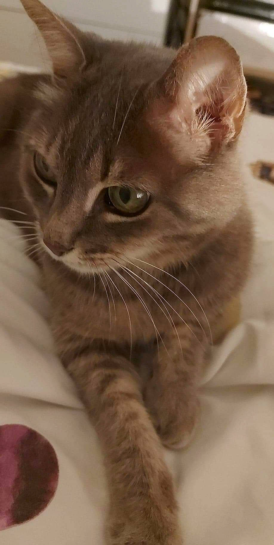 Grisouille participe au concours pour gagner de l'argent avec cette photo : carnivore, cat, claw, close_up, curious, domestic_short_haired_cat, ear, fawn, felidae, fur, paw, small_to_medium_sized_cats, snout, tail, terrestrial_animal, whiskers, window