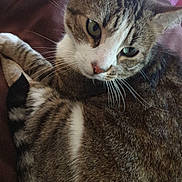 Tigrou participe au concours pour gagner de l'argent avec cette photo : cat, tabby, pet, animal, feline, curled_up, blanket, indoor, fur, whiskers, ears, nose, tail, relaxed, close_up, soft, resting, household, carpet, furniture