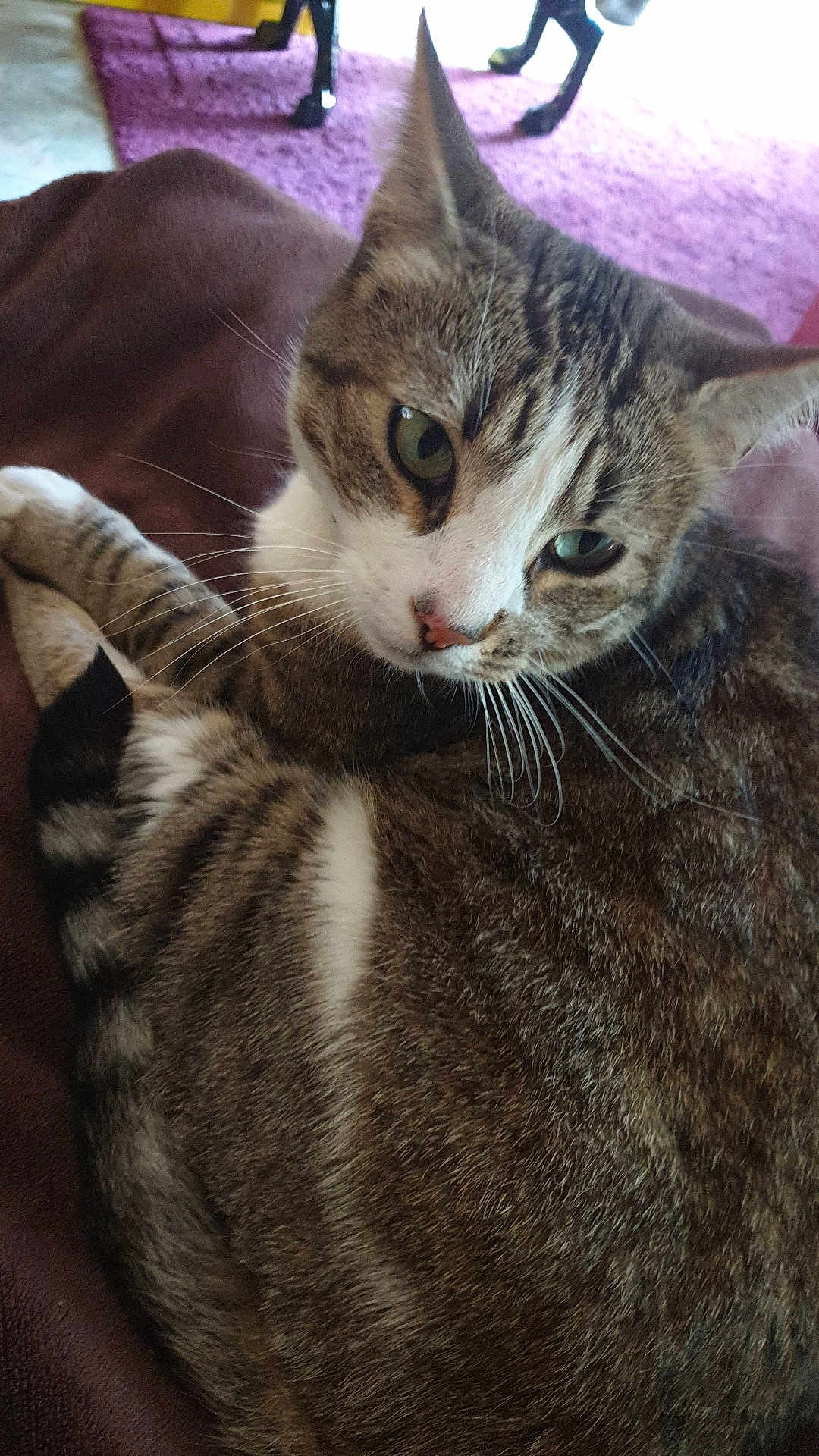 Tigrou participe au concours pour gagner de l'argent avec cette photo : cat, tabby, pet, animal, feline, curled_up, blanket, indoor, fur, whiskers, ears, nose, tail, relaxed, close_up, soft, resting, household, carpet, furniture