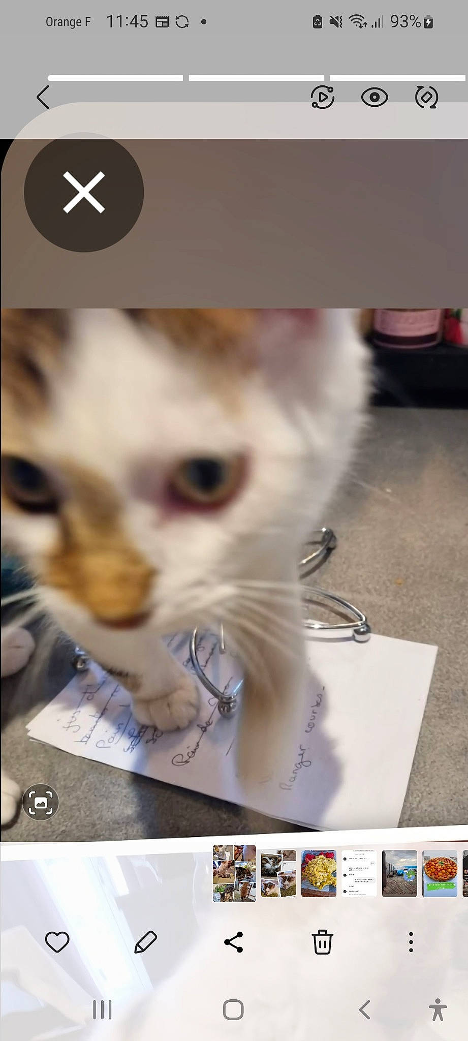 Noisette a rejoint le concours — aidez-le/la à gagner de superbes lots ! box, carnivore, cat, domestic_short_haired_cat, felidae, font, fur, paw, pet_supply, photo_caption, rectangle, screenshot, small_to_medium_sized_cats, snout, whiskers, white