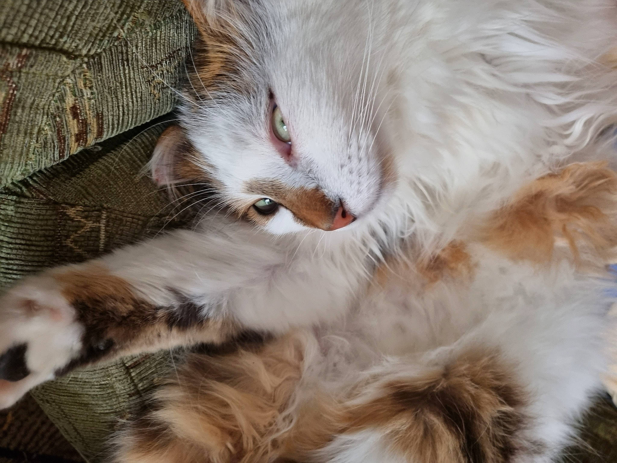 Noisette a rejoint le concours — aidez-le/la à gagner de superbes lots ! carnivore, cat, claw, comfort, domestic_short_haired_cat, ear, eye, fawn, felidae, fur, iris, paw, small_to_medium_sized_cats, snout, tail, terrestrial_animal, whiskers