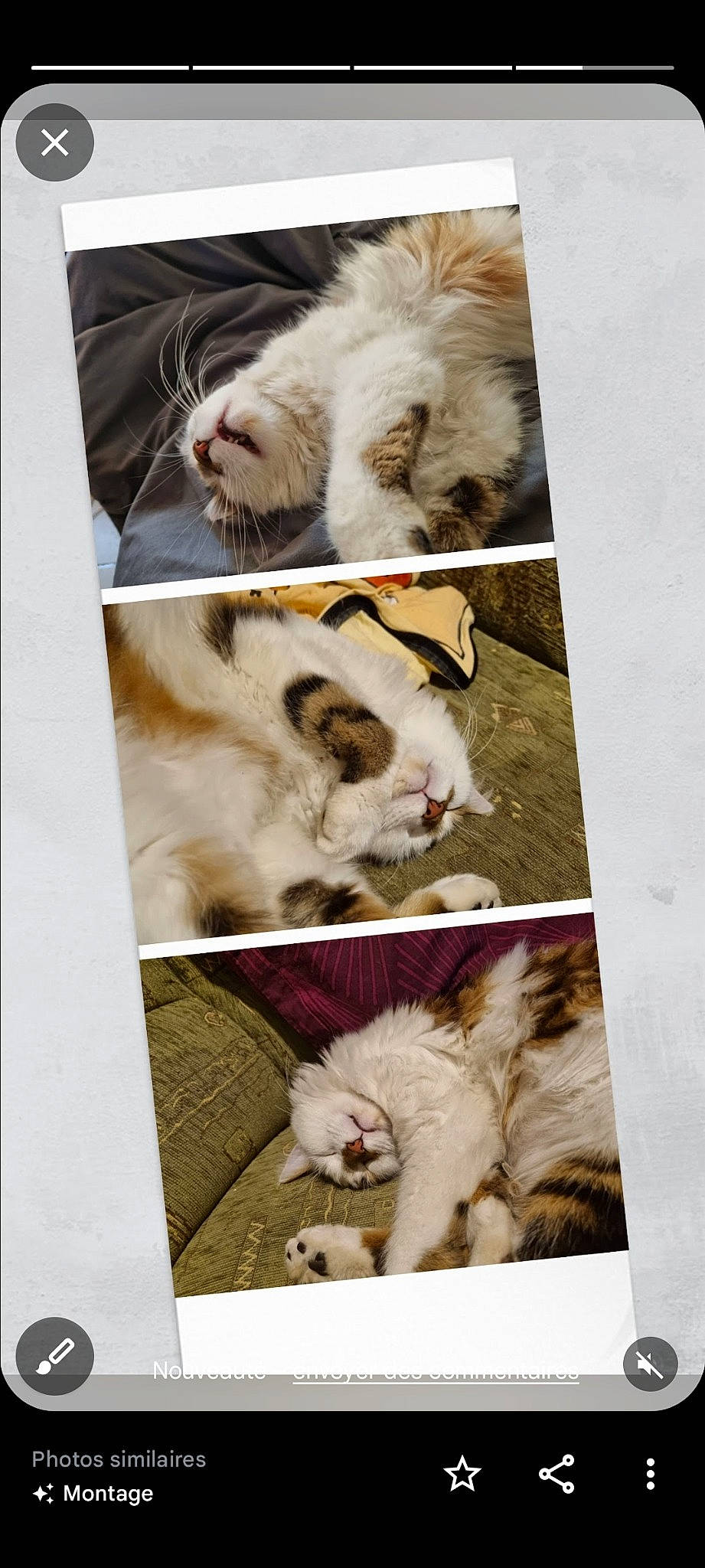 Noisette participe au concours pour gagner de l'argent avec cette photo : art, canidae, carnivore, cat, collage, comfort, companion_dog, fawn, felidae, font, fur, nap, paw, photo_caption, photograph, photography, small_to_medium_sized_cats, snapshot, textile, whiskers