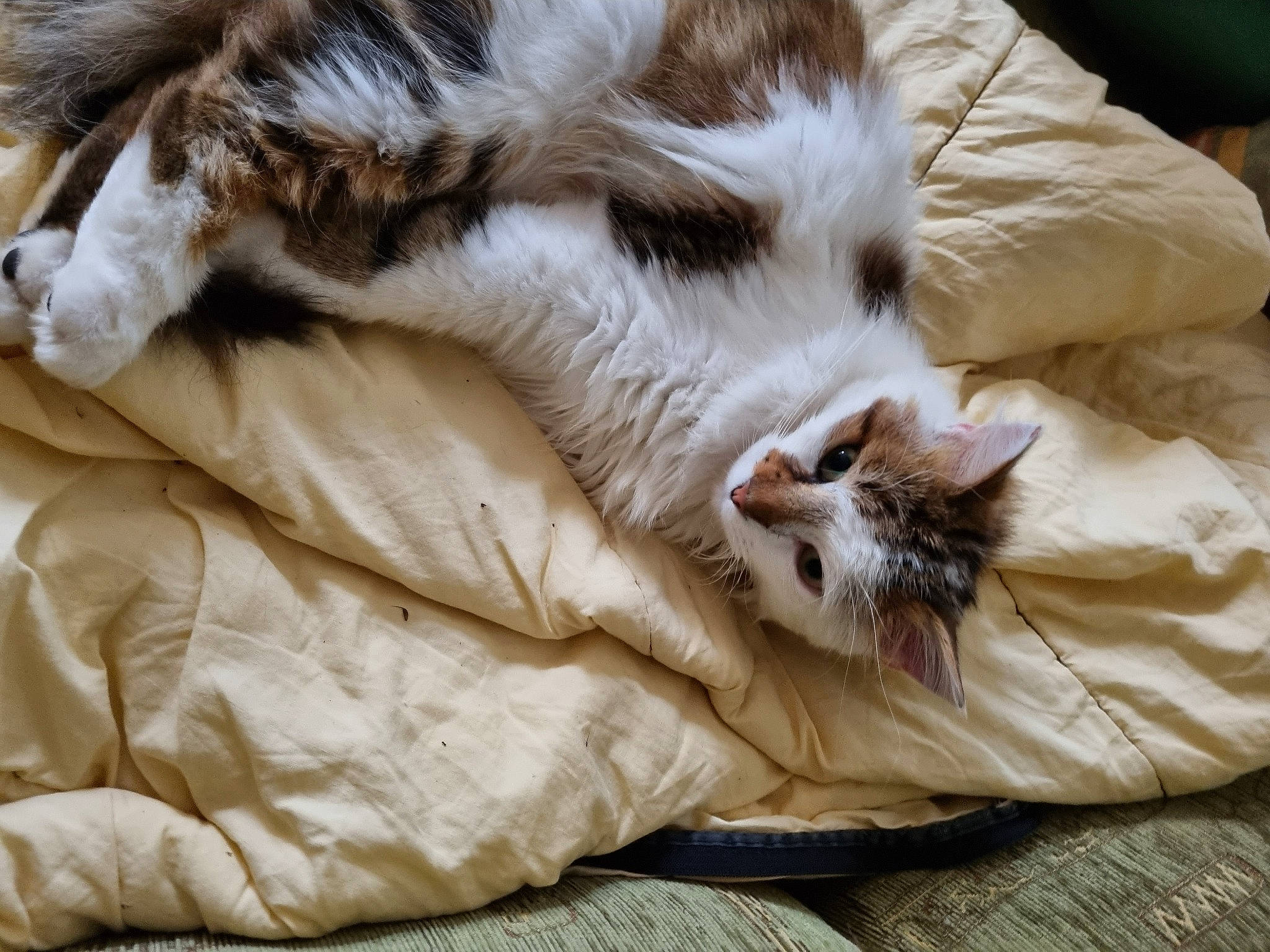 Noisette a rejoint le concours — aidez-le/la à gagner de superbes lots ! bedding, carnivore, cat, claw, comfort, domestic_short_haired_cat, duvet, fawn, felidae, fur, linens, nap, paw, small_to_medium_sized_cats, tail, terrestrial_animal, whiskers