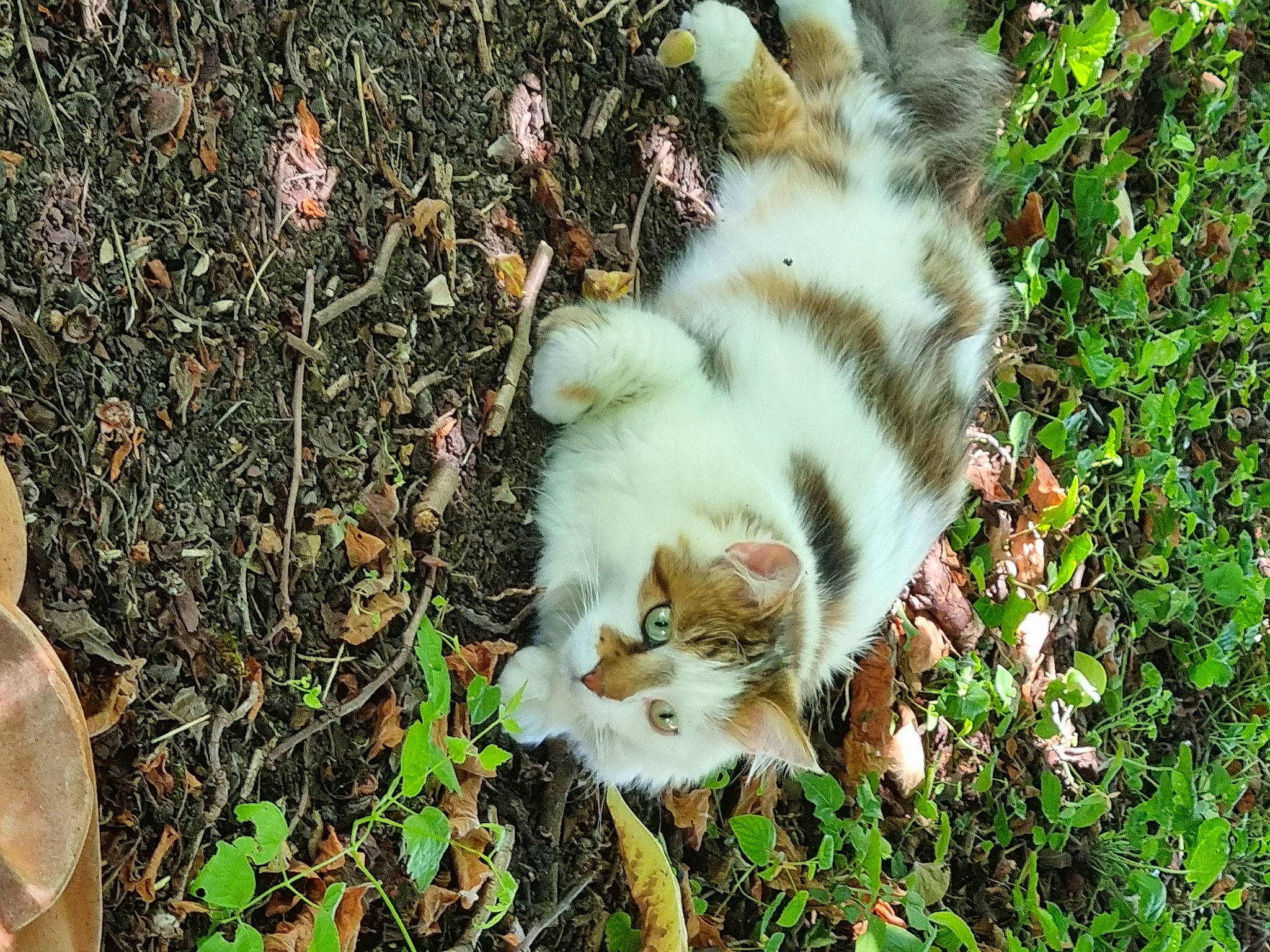 Noisette a rejoint le concours — aidez-le/la à gagner de superbes lots ! canidae, carnivore, cat, companion_dog, dog_breed, domestic_short_haired_cat, fawn, felidae, fur, grass, groundcover, herb, paw, plant, small_to_medium_sized_cats, sporting_group, tail, terrestrial_animal, whiskers, wildlife