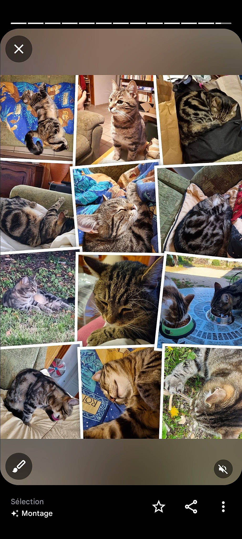 Mistigri participe au concours pour gagner de l'argent avec cette photo : blue, carnivore, cat, collage, felidae, fur, grass, green, mammal, organism, pattern, photograph, photography, small_to_medium_sized_cats, snapshot, vertebrate, whiskers, wildlife