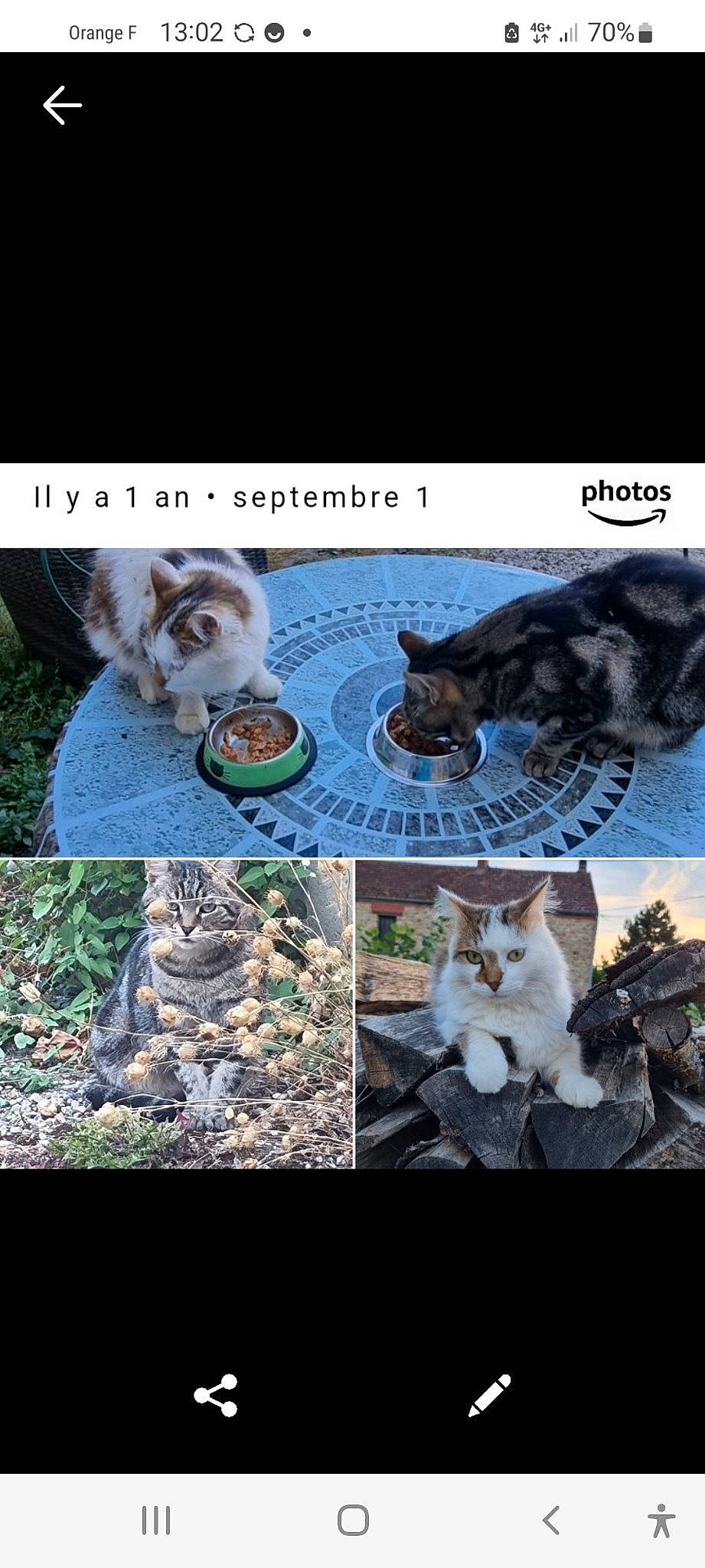 Mistigri a rejoint le concours — aidez-le/la à gagner de superbes lots ! art, carnivore, cat, collage, companion_dog, domestic_short_haired_cat, fawn, felidae, fur, grass, mammal, photo_caption, plant, small_to_medium_sized_cats, soil, tail, terrestrial_animal, vertebrate, whiskers, wildlife