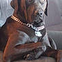 dog, brown_dog, pet, canine, collar, chain_collar, indoor, couch, furniture, relaxed, large_dog, animal, mammal, paw, tag, domestic_animal, portrait, seated, looking_away, house