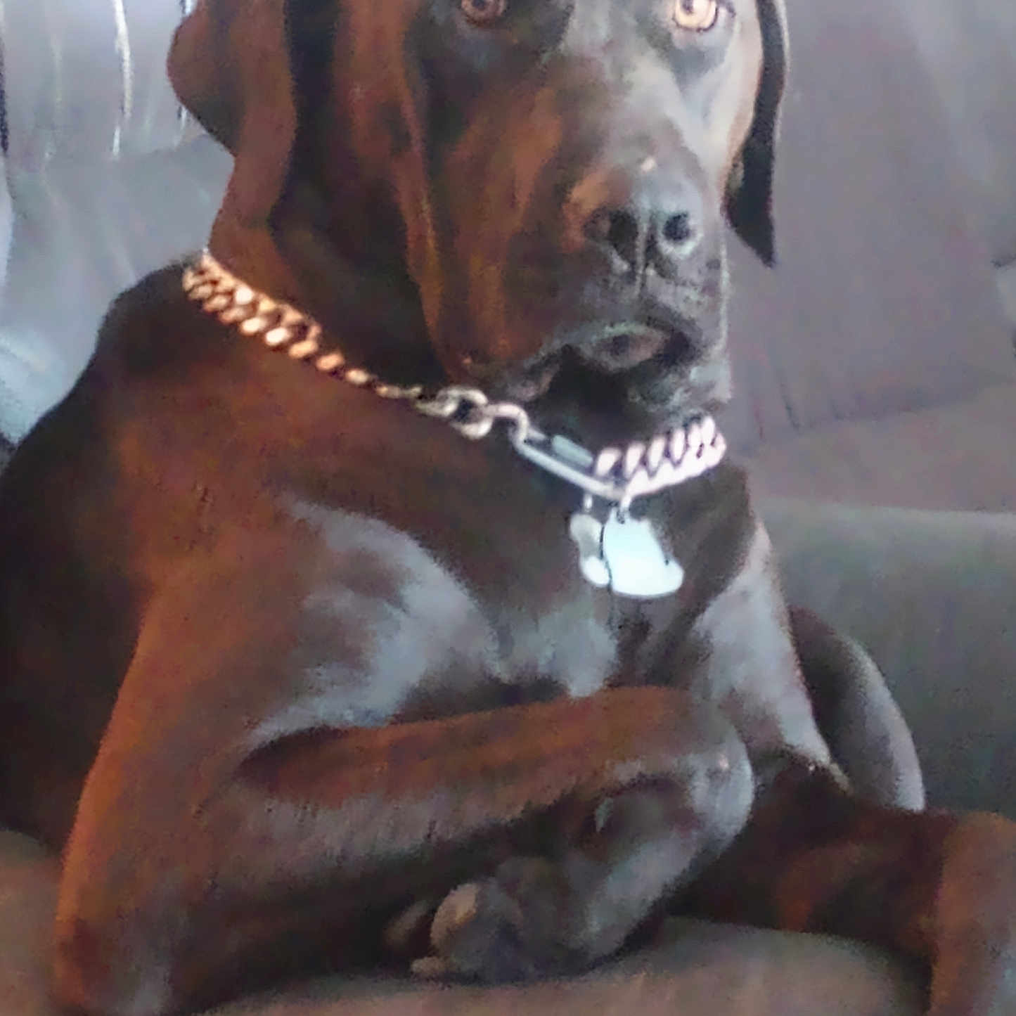 Morticia Mae Price is registered to the contest to win money with this photo: animal, brown_dog, canine, chain_collar, collar, couch, dog, domestic_animal, furniture, house, indoor, large_dog, looking_away, mammal, paw, pet, portrait, relaxed, seated, tag