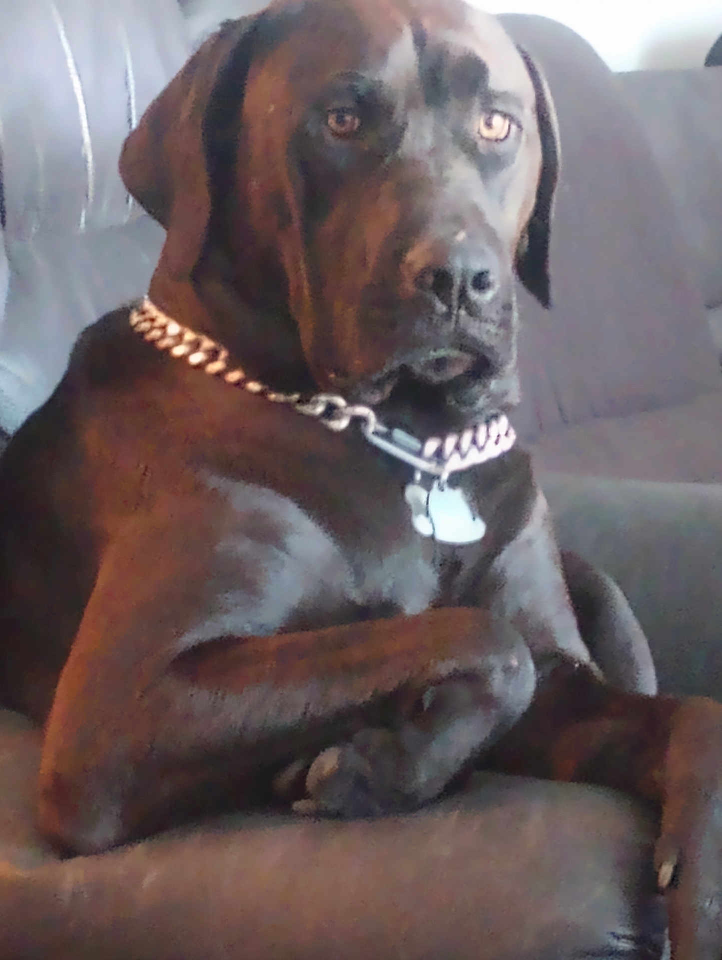 Morticia Mae Price is registered to the contest to win money with this photo: dog, brown_dog, pet, canine, collar, chain_collar, indoor, couch, furniture, relaxed, large_dog, animal, mammal, paw, tag, domestic_animal, portrait, seated, looking_away, house