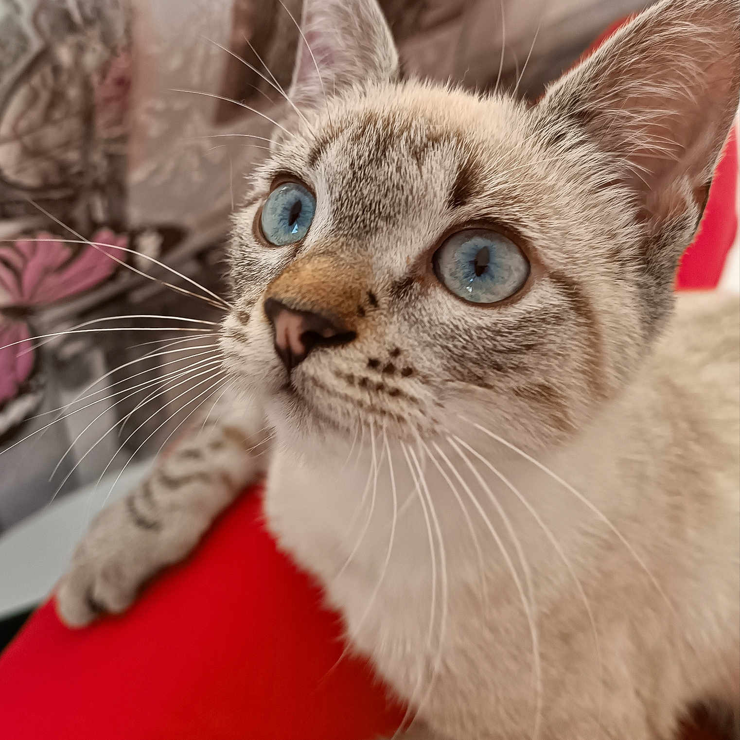 Chantal a rejoint le concours — aidez-le/la à gagner de superbes lots ! abyssinian, animal, armchair, cat, chair, couch, furniture, kitten, manx, pet, siamese