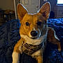 Stella joined the competition — help win amazing prizes! dog, corgi, pet, bandana, camouflage, bed, blanket, indoor, ears, fur, animal, cute, lying_down, looking_at_camera, face, canine, companion, domestic_animal, cozy, resting