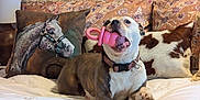 Stella is registered to the contest to win money with this photo: dog, toy, bed, pillow, horse_painting, indoor, pet, brown_and_white, collar, cozy, decor, furniture, resting, animal, cute, playful, comfortable, domestic, canine, relaxed