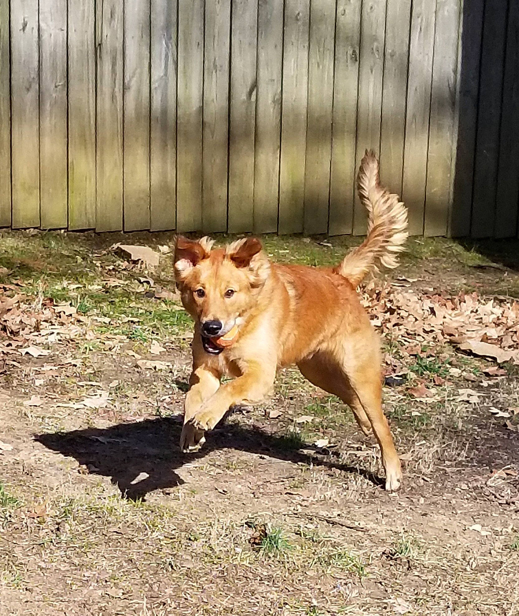 Julius