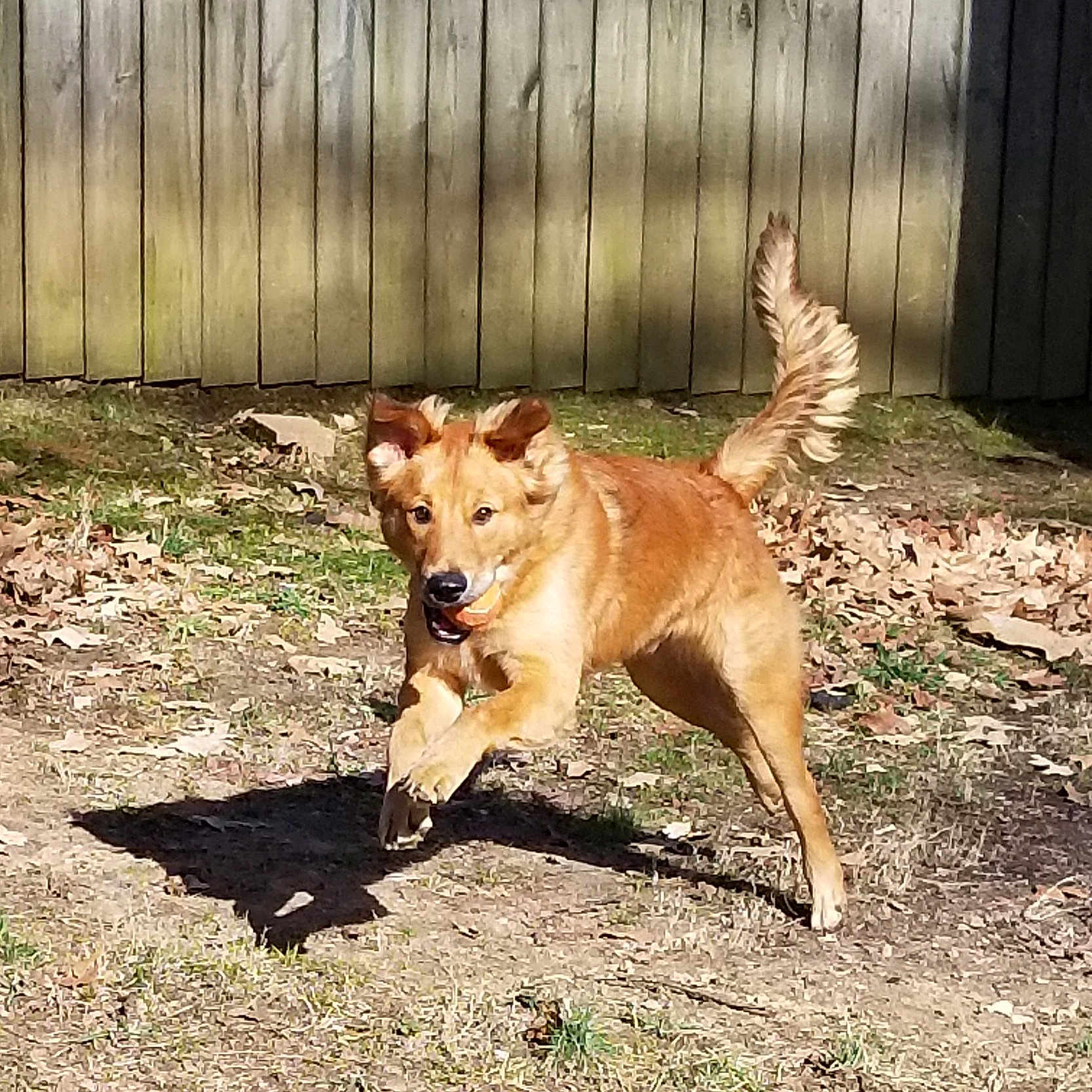 Julius