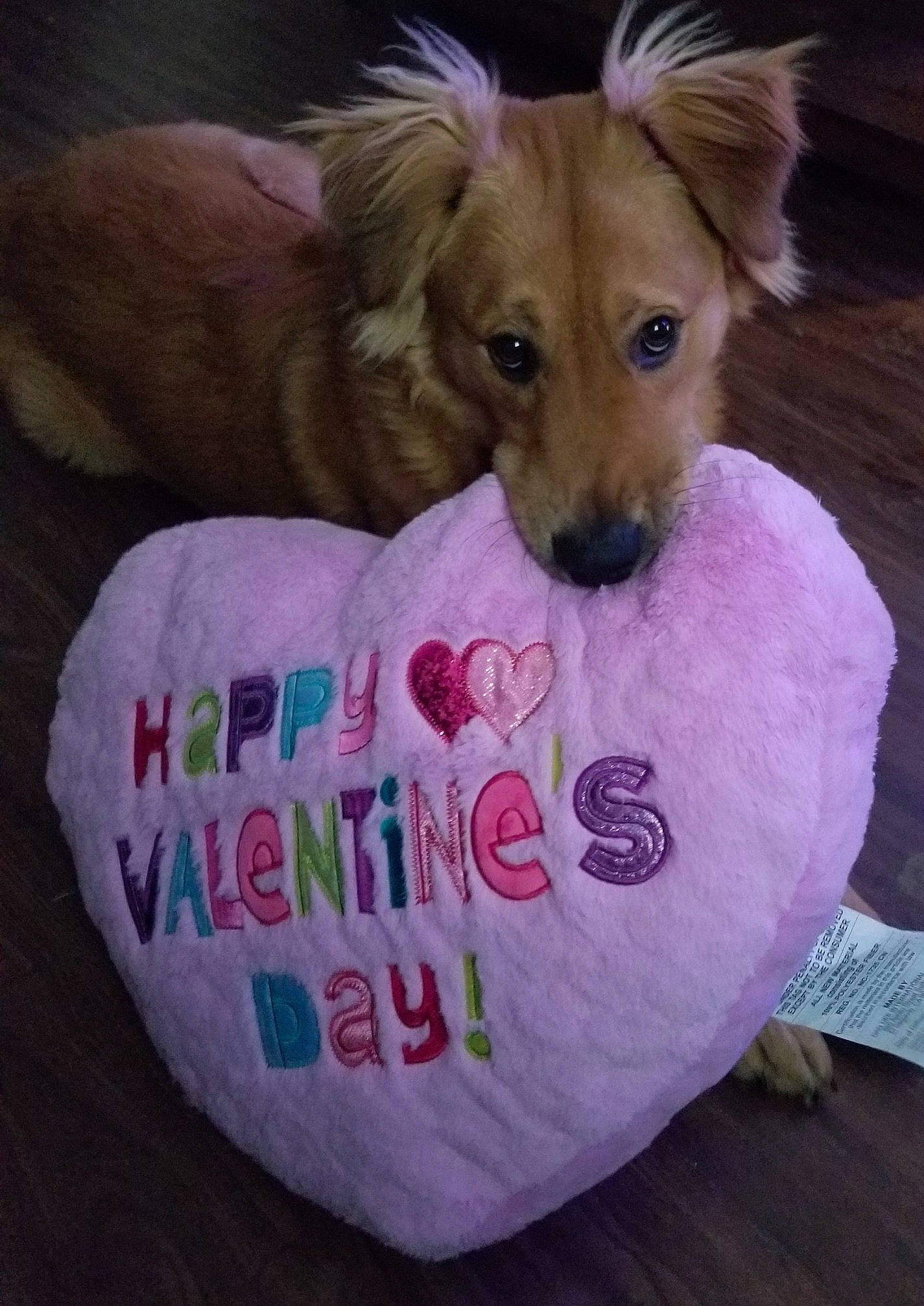 Julius is registered to the contest to win money with this photo: canidae, carnivore, comfort, companion_dog, dog, dog_bed, dog_breed, dog_clothes, dog_supply, ear, fawn, fur, liver, paw, pet_supply, pink, sporting_group, toy_dog, whiskers, working_animal