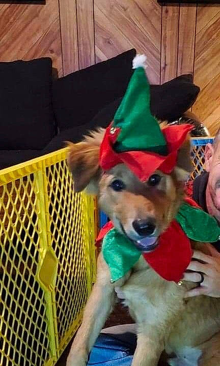 Julius joined the competition — help win amazing prizes! canidae, carnivore, christmas, christmas_eve, costume, dog, dog_breed, dog_clothes, fawn, fictional_character, golden_retriever, hat, headgear, holiday, mascot, party_hat, party_supply, pembroke_welsh_corgi, puppy, sporting_group