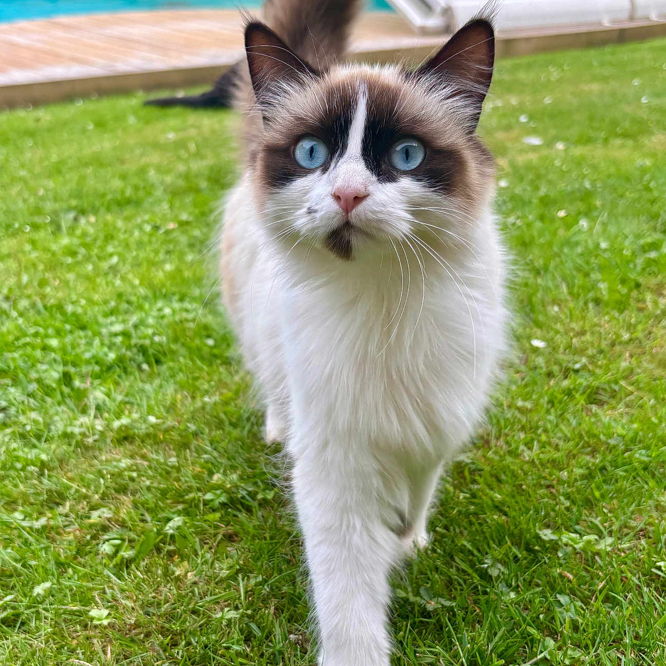Peach a rejoint le concours — aidez-le/la à gagner de superbes lots ! cat, blue_eyes, fluffy, walking, grass, outdoor, pet, animal, nature, greenery, fur, tail, close_up, daylight, garden, portrait, mammal, cute, playful, curious