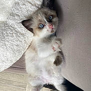 Peach participe au concours pour gagner de l'argent avec cette photo : kitten, cat, blue_eyes, fluffy, paw, blanket, couch, indoor, cute, pet, feline, relaxed, young, white, gray, fur, closeup, portrait, animal, cozy