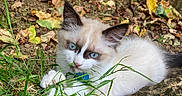 Peach participe au concours pour gagner de l'argent avec cette photo : kitten, cat, blue_eyes, grass, dirt, outdoor, nature, leaves, curious, animal, pet, mammal, young, fluffy, whiskers, ears, playful, closeup, ground, collar