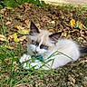 kitten, cat, blue_eyes, grass, dirt, outdoor, nature, leaves, curious, animal, pet, mammal, young, fluffy, whiskers, ears, playful, closeup, ground, collar