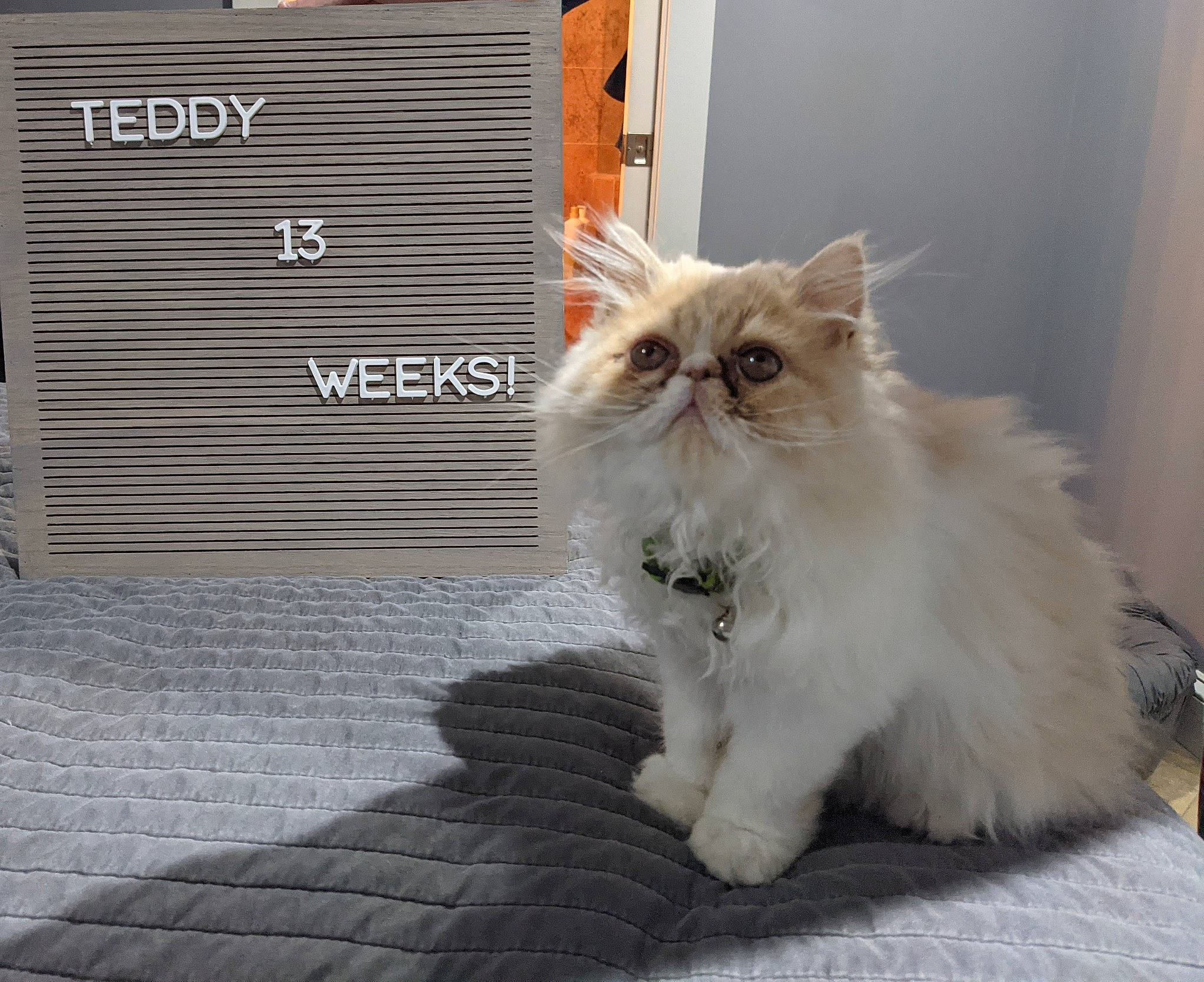 Teddy is registered to the contest to win money with this photo: british_longhair, carnivore, cat, comfort, companion_dog, felidae, fur, glasses, persian, sitting, small_to_medium_sized_cats, tail, terrestrial_animal, whiskers